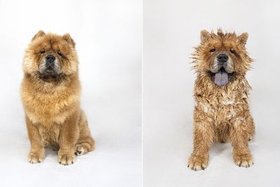 <p>Little G the Chow Chow</p>