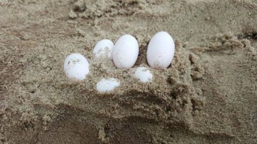 Rescuers eventually uncovered 43 eggs. (Image: Fawna)
