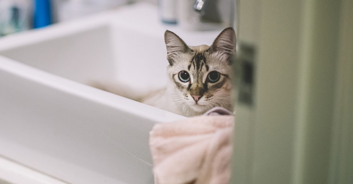 'Sign of attachment': Expert explains bizarre cat habit