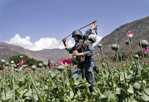 The Taliban has banned poppy cultivation in Afghanistan.