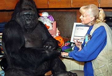 Which gorilla learned 1000 words of modified American Sign Language?