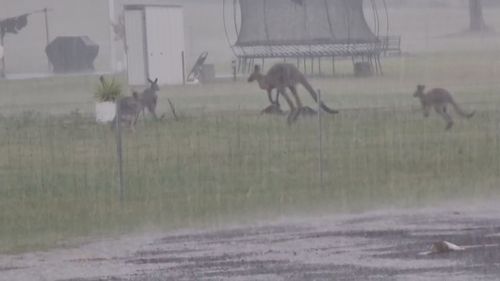 The SES has received over 620 calls this afternoon. 