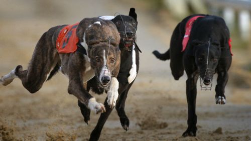 RSPCA SA calls for evidence greyhounds are safe following decision not to follow NSW ban