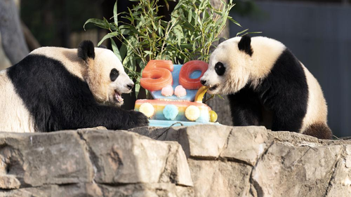 Giant pandas Mei Xiang, left and her cub Xiao Qi Ji eat a fruitsicle cake in celebration of the Smithsonian's National Zoo and Conservation Biology Institute, 50 years of achievement in the care, conservation, breeding and study of giant pandas. 