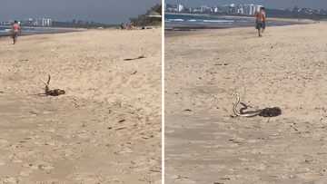 As waves crashed in the background, and barefoot beachgoers passed by, the two snakes writhed, locked in a fierce battle.