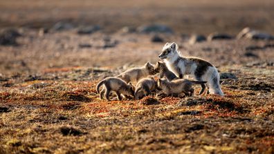 Arctic fox with pups, Karrak Lake, Canada. A Perfect Planet