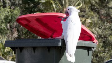 There are calls for a Sydney council to extend a trial deterring cockatoos from opening wheelie bins as the raids leave suburbs littered with rubbish.