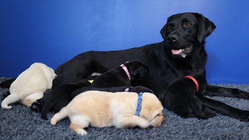 Guide Dogs Australia welcomes new litter of pups