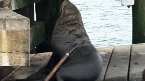 Seal found with harpoon in back at Port Phillip Bay 'lucky to be alive'