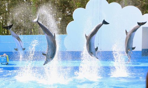 Dolphins perform during a "dolphin show" at Niigata City Aquarium in Niigata on May 21, 2015.