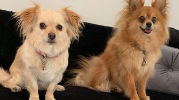 Coco (left) and Candy had been part of the family for 10 years, Mrs Mobin said.