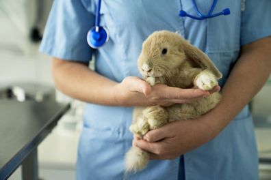 Rabbit at the vet