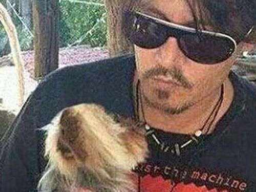 Australia's war on terriers - how Johnny Depp became the unofficial face of our tough biosecurity