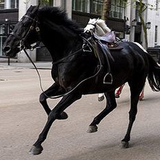 Military horse bolting through European capital city (Getty)