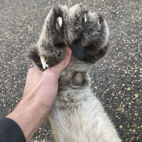 The paw of the cougar that was struck and killed.