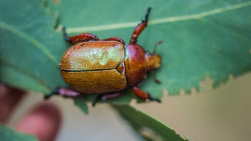 The Christmas Beetle has been slowly disappearing over the last decade.