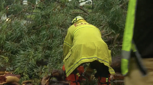 Trees were toppled and rooves lifted from homes as a violent storm swept through Sydney.