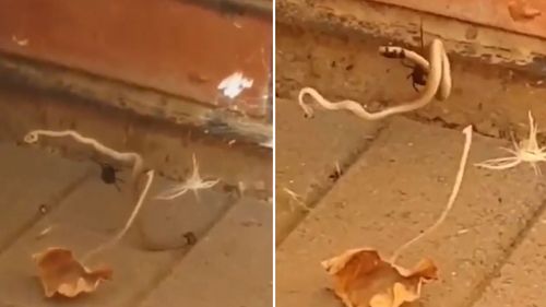 A deadly battle between a baby brown snake and a redback spider.