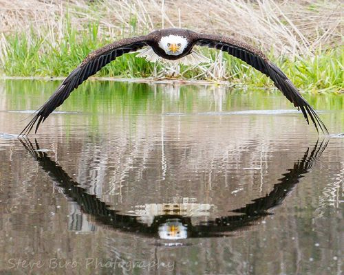 How photographer captured stunning bald eagle image