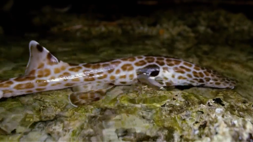 The rare epaulette shark is a carpet shark found in shallow, tropical waters off Australia and New Guinea.