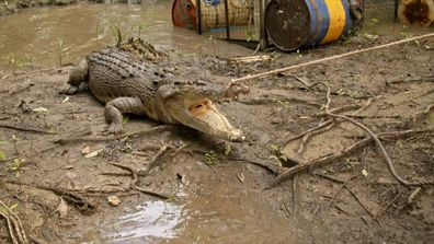 A crocodile from Matt Wright's wild territory 