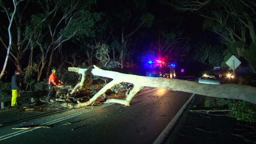 Winds brought down trees in the Blue Mountains. (9NEWS)