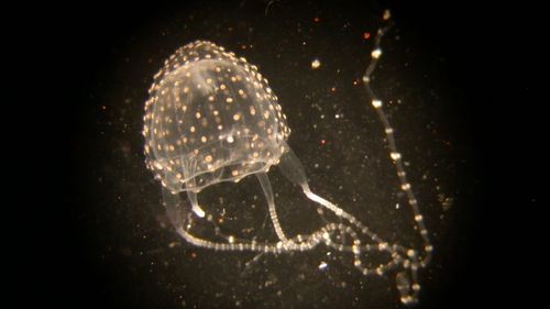 Irukandji jellyfish are found in tropical waters, stretching from Bundaberg in Queensland to Geraldton in Western Australia. 