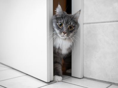 cat iStock photo