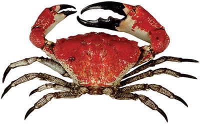 <strong>Tasmanian giant crab</strong>