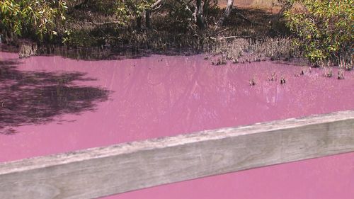 Certaines parties des zones humides de Boondall sont devenues rose vif à Nudgee Beach, enviant les célèbres lacs roses aux niveaux de sel élevés qui sont devenus des attractions touristiques populaires entre les États.