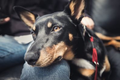 kelpie dogs