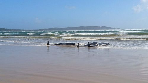 Some of the stranded whales marine conservationists are working to move.