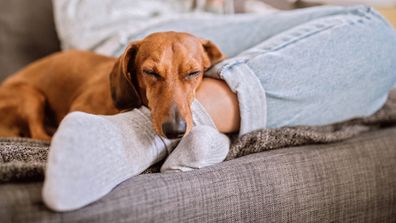 Cute Dachshund Dog Sleeping By Feet Of his Female Owner in Living Room
