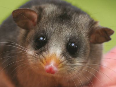 Mountain Pygmy-possum