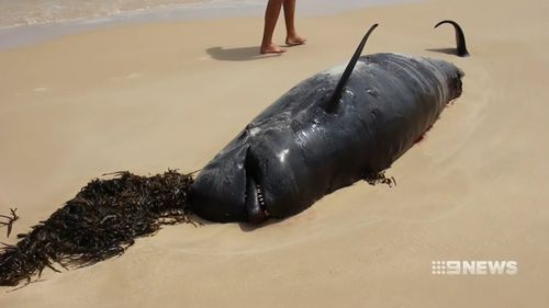 27 pilot wales and 1 humpback whale were spotted on a remote beach by a pilot flying over Victoria's east coast