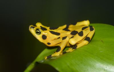 <strong>Panamanian golden
frog</strong>