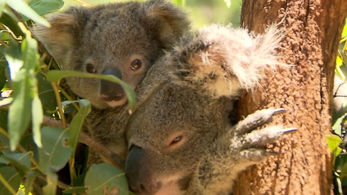 Wildlife advocates are protesting the proposed expansion of a Queensland quarry, with fears it could negatively impact the koala population.