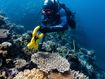 'Resilience has limits': Global coral crisis hits Great Barrier Reef