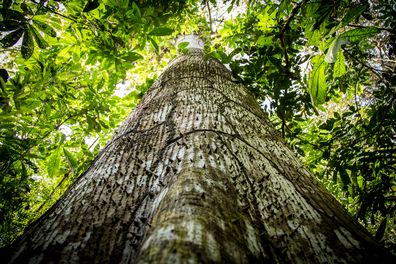 El planeta verde Sir David Attenborough