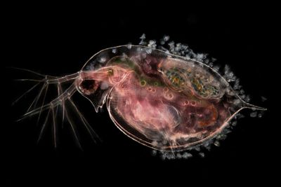 Highly Commended in Under Water Category: Jan van IJken | Planktonium – Daphnia Pulex