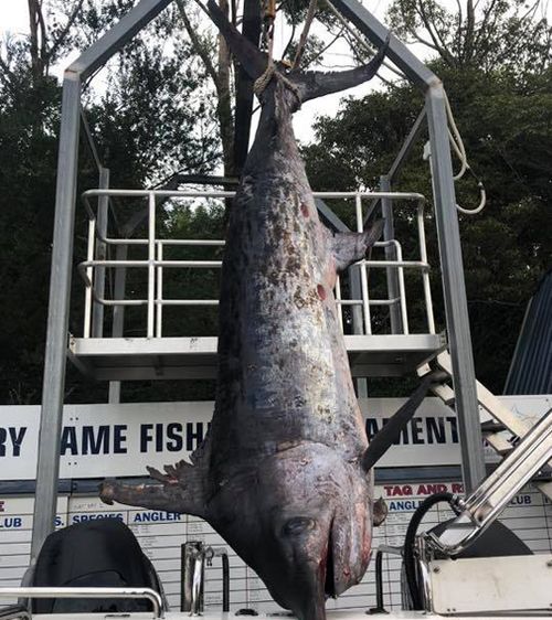 To catch the huge animal, the fishermen used 60kg bait. Picture: Facebook.