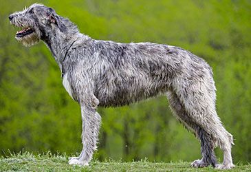 What type of dog is the Irish wolfhound?