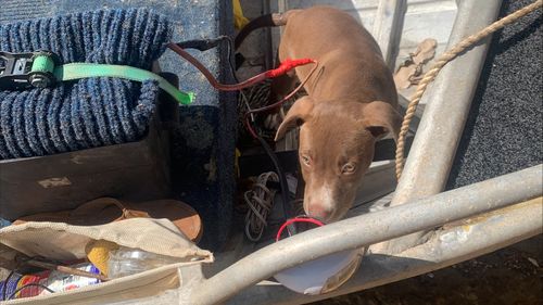The dog and its owner were stranded in croc-infested waters in Kakadu National Park.