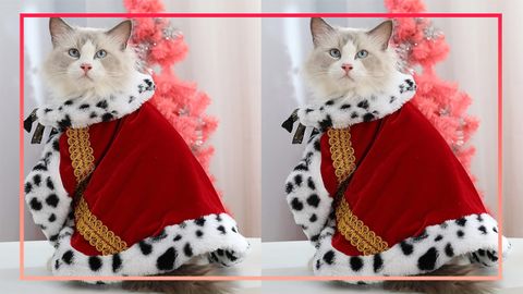 9PR: The purrfect costumes for your cats this Halloween 