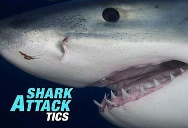 Snake Attack-tics
