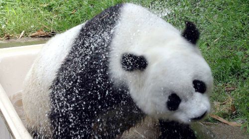 Panda Basi shakes off water after cooling himself down in a bath at a zoo in 2004. (AAP)