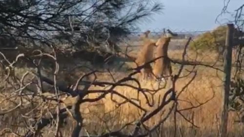 The fight was caught on camera in the Adelaide Hills today.