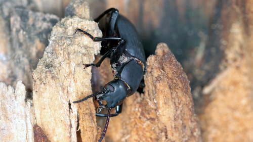 Adult darkling beetles will live from three to four months.