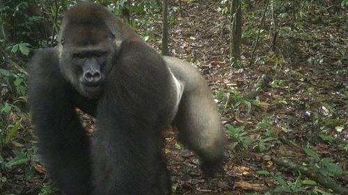 This photo taken by a camera trap shows a Cross River gorilla in the Mbe Mountains of Nigeria.