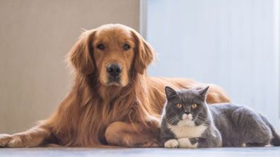 Apartment living with pets: The buyers willing to pay a premium for their animals